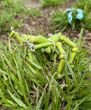 Load image into Gallery viewer, Bead Bots & Bugs - For Adults!