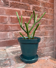 Load image into Gallery viewer, Pots for Plants