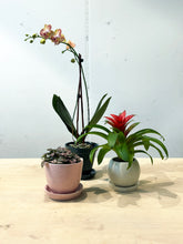 Load image into Gallery viewer, Pots for Plants

